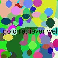 gold retriever welpen zu verkaufen